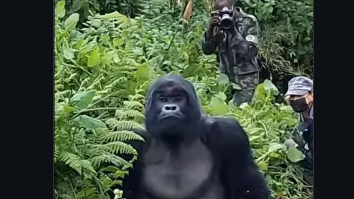 Γορίλες στην Ουγκάντα – Ένα αληθινά σπάνιο βίντεο
