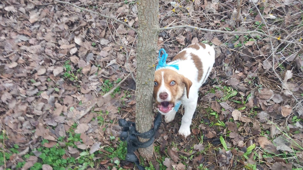 Καρδίτσα: Κακοποίησαν σεξουαλικά κουτάβι και το παράτησαν δεμένο σε δέντρο