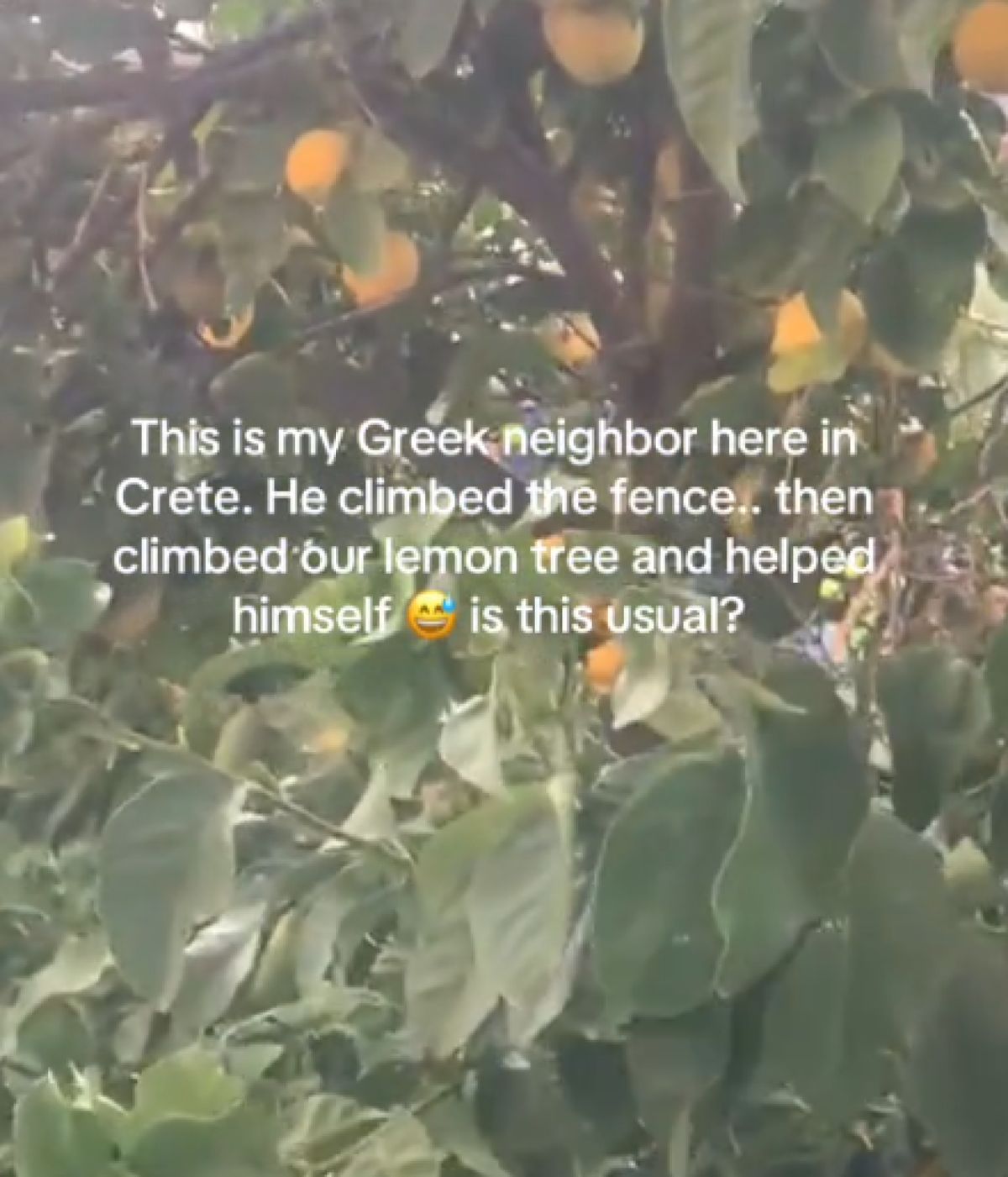 Από τη λεμονιά στο viral