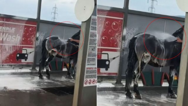 Πήγε σε πλυντήριο αυτοκινήτων για να πλύνει το… άλογό του! Το viral βίντεο στο TikTok