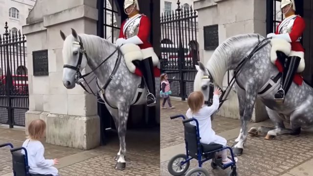 Το βίντεο στην Αγγλία που έγινε viral με το άλογο και το κοριτσάκι στο αμαξίδιο – Ό,τι πιο γλυκό έχετε δει…