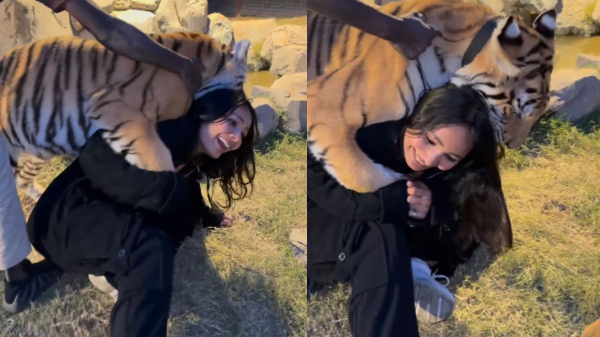 Τουρίστρια φωτογραφίζεται με τίγρεις και ξαφνικά…