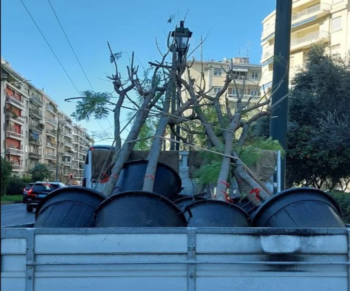1.417 δέντρα σε διάφορα σημεία της Αθήνας