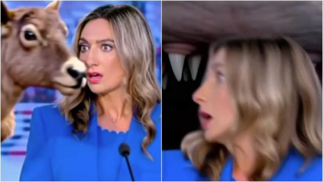 Έπος των «Ράδιο Αρβύλα» με την γάτα που εισέβαλε στο πλατό του ΣΚΑΪ!
