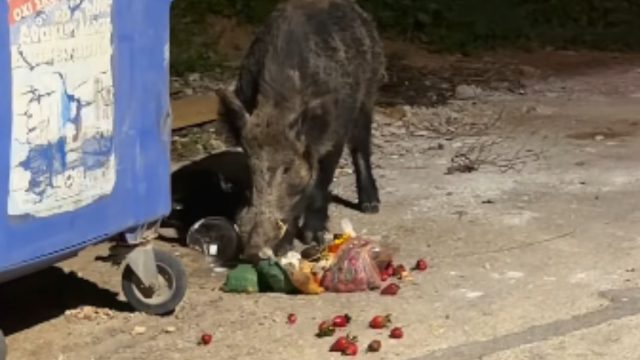 Αγριογούρουνα έξω από το Δαφνί τρώνε από σκουπίδια και προκαλούν… τρόμο στο πέρασμά τους