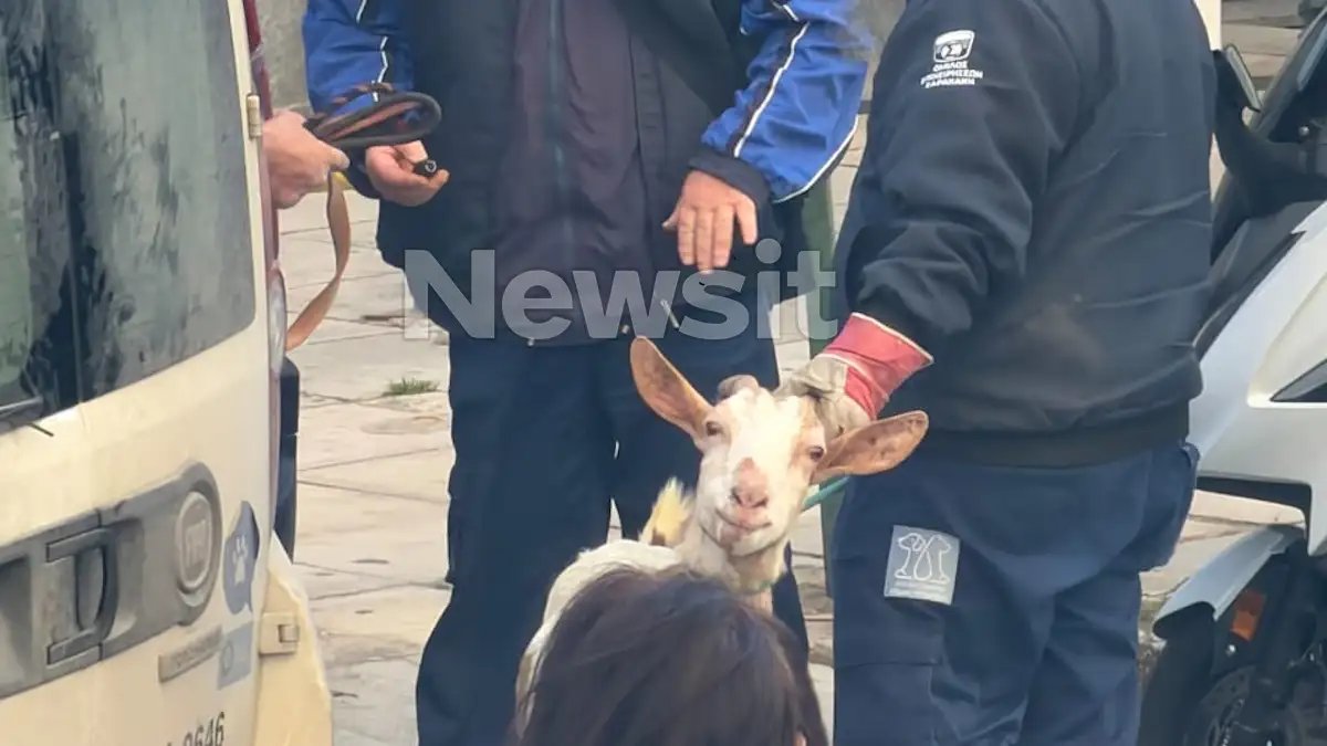 Επιχείρηση απομάκρυνσης ζώων στους Αμπελόκηπους: 44 ζώα ζούσαν στον 16ο όροφο της Λεωφόρου Κηφισίας.