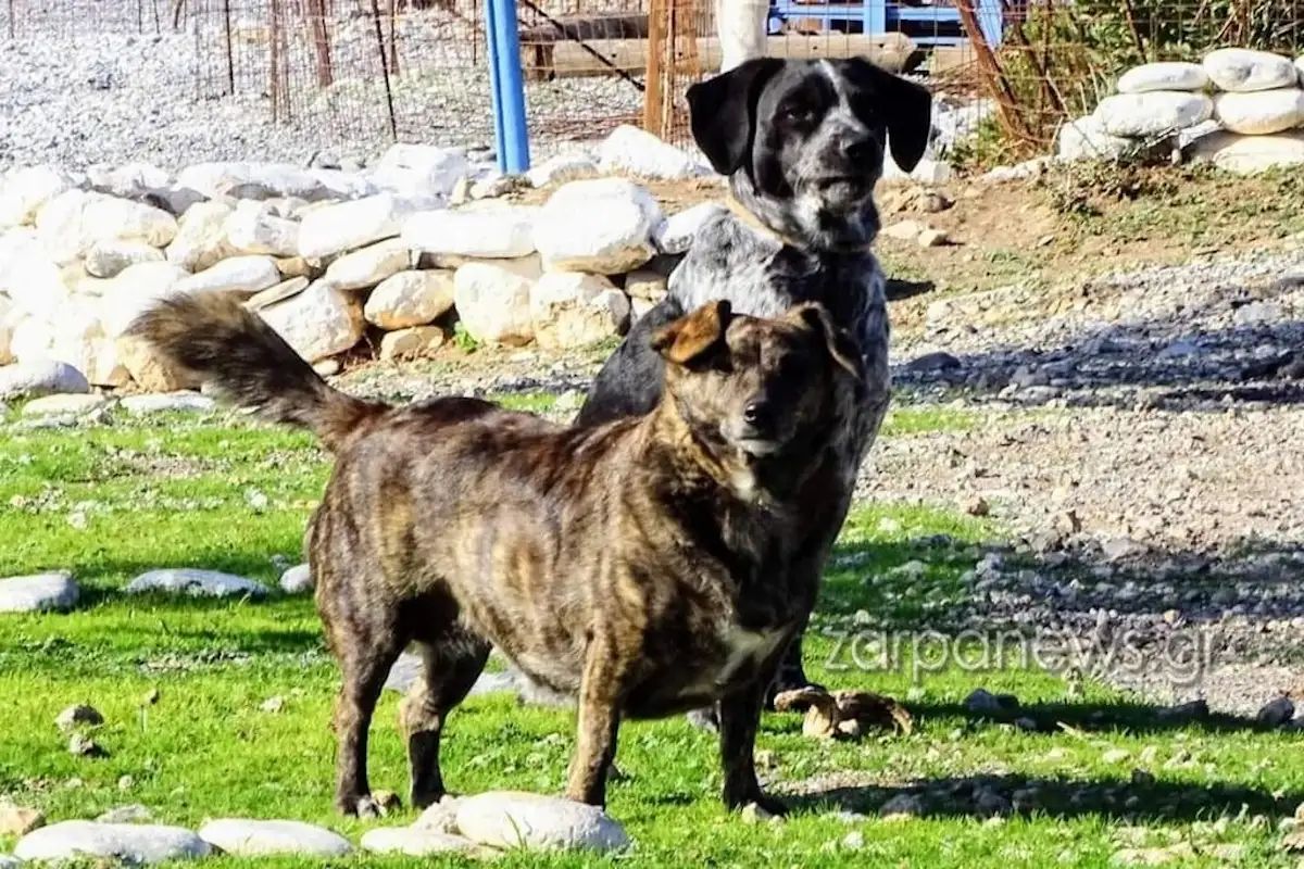 Κάθε απόγευμα διανύει την ίδια διαδρομή μέχρι την παραλία του Κριού, περιμένοντας υπομονετικά τον άνθρωπο που ήταν η οικογένειά της, σε μια σπάνια επίδειξη ανιδιοτελούς αγάπης.