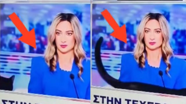 Viral η γάτα που έκοβε βόλτες στο στούντιο του ΣΚΑΙ