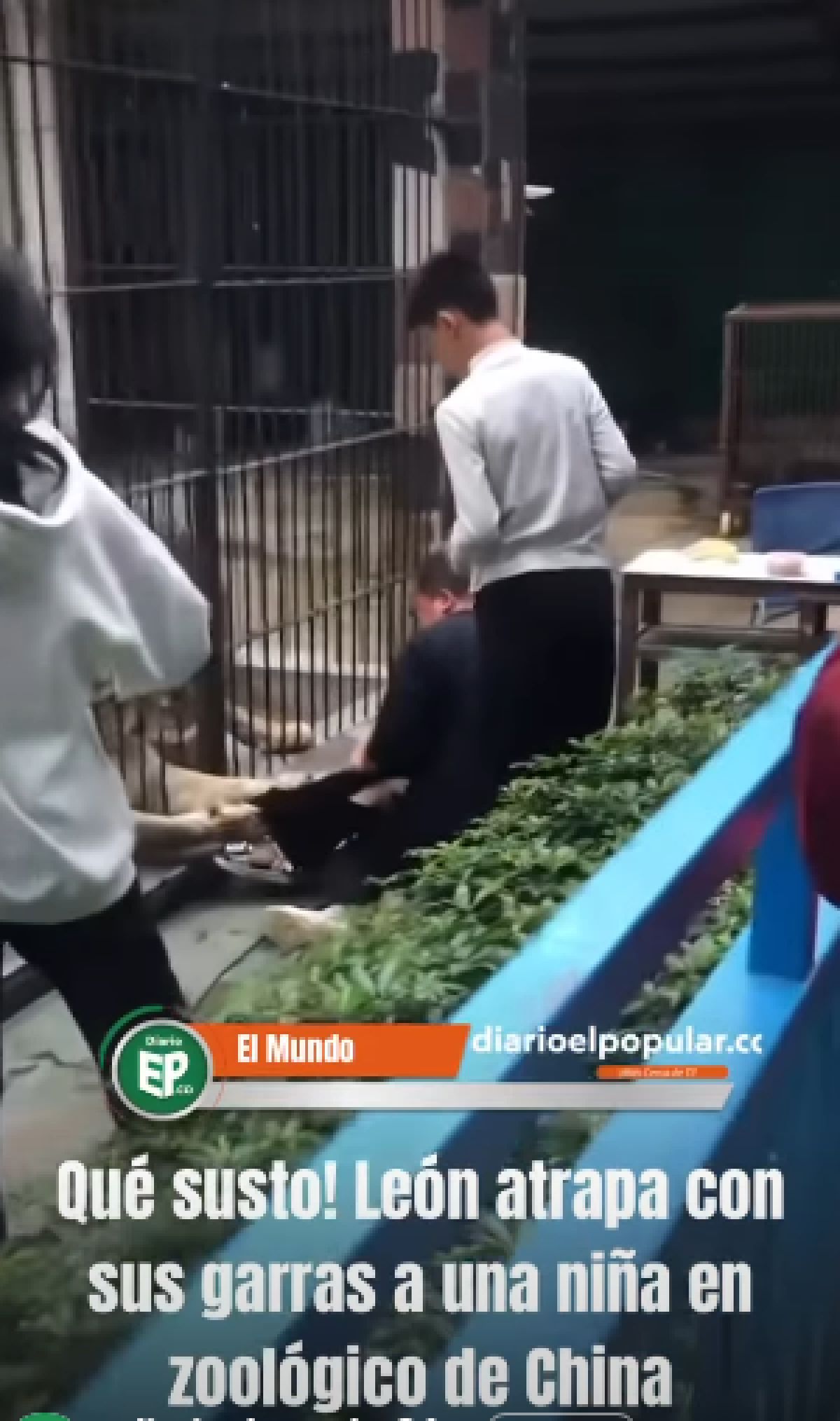 Κόσμος σε ζωολογικό κήπο τρέχει μακριά από τον χώρο των λιονταριών σε κατάσταση πανικού, με έντονες εκφράσεις φόβου