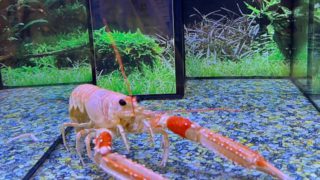 Νέα μελέτη δείχνει τον πόνο των αστακών – Ζητούν απαγόρευση στο εν ζωή βρασμό τους