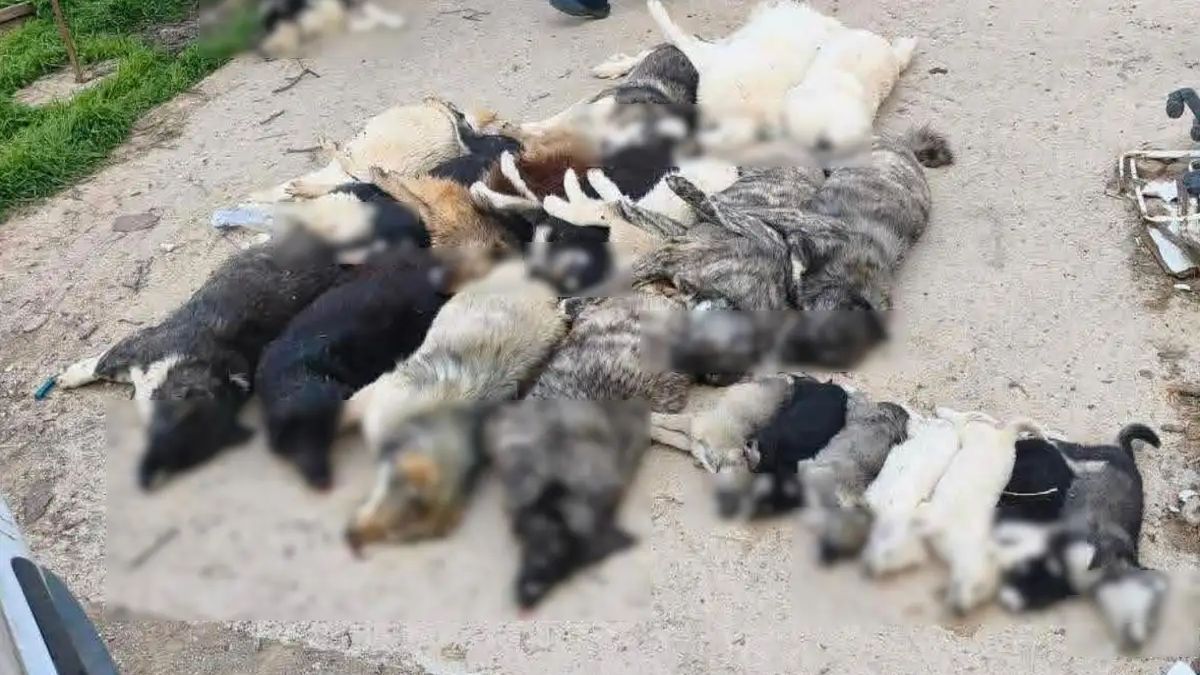 Σοκ στη Χαλκιδική: 21 σκυλιά νεκρά από φόλες, πολύ σκληρές εικόνες