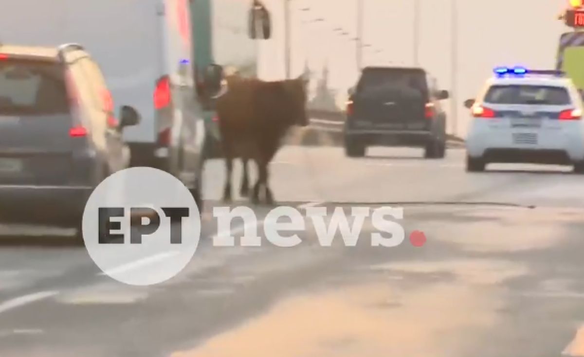 Σκηνές... απίστευτες: Αγελάδα ανάμεσα σε ΙΧ στην εθνική Θεσσαλονίκης