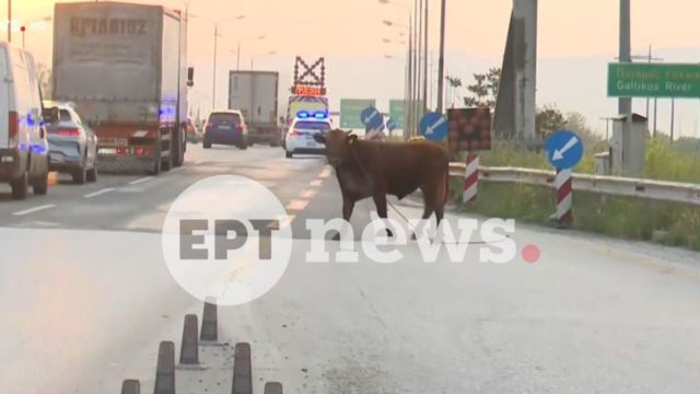 Θεσσαλονίκη: Αγελάδα «μπλόκαρε» την κυκλοφορία για 45 λεπτά – Περιπλανιόταν στην εθνική οδό