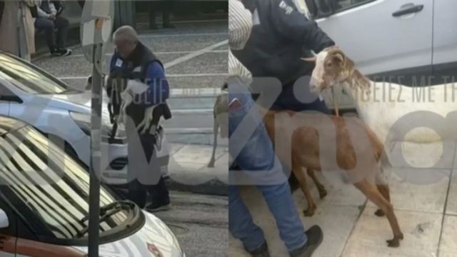 Βίντεο από την απομάκρυνση των ζώων στους Αμπελόκηπους: Βρήκαν κότες, πάπιες, κατσίκες, μέχρι και ιχθυοτροφείο