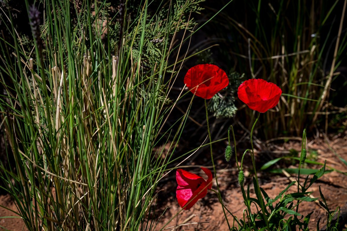 Θα χαλάσει το Πάσχα; Τα Μερομήνια δίνουν την απάντηση