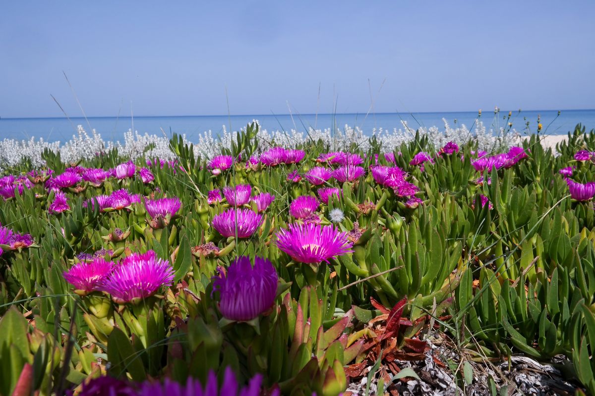 Πάσχα 2026: Με ήλιο ή βροχή το ψήσιμο; Τι λένε τα Μερομήνια