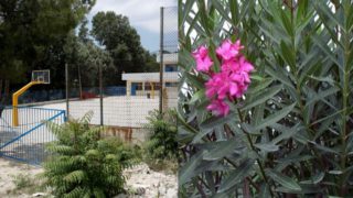 Υγεία: «Συναγερμός» για το φυτό που βλέπουμε παντού στην Ελλάδα – Είναι τοξικό και ο ΕΟΔΥ ζητά να ξεριζωθεί από τα σχολεία