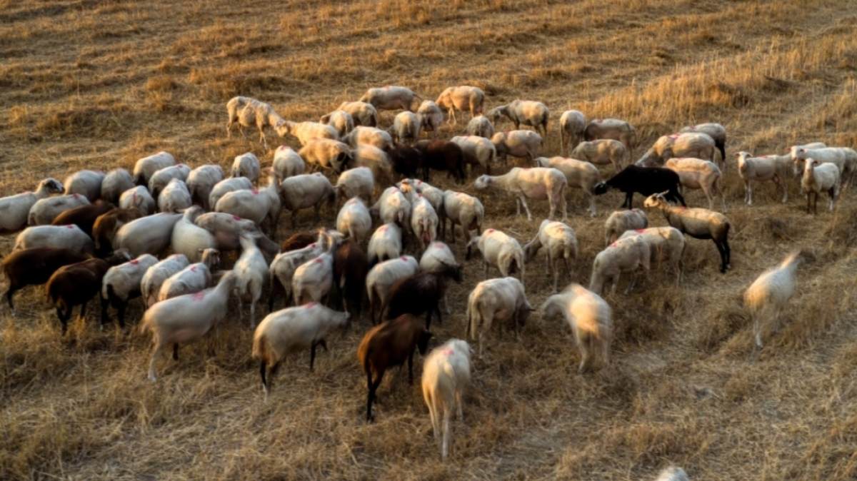 Οι μεταφορές αυτές γίνονται από ιδιώτες ή επαγγελματίες κτηνοτρόφους προς κρεοπωλεία ή αγροτικές κατοικίες