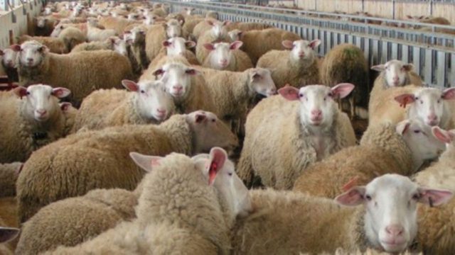 Καταγγελία: Στις Αχαρνές βόσκουν πρόβατα μέσα σε κατοικημένη περιοχή και τα αφήνουν να ψοφάνε μέσα σε αυλές σπιτιών (Βίντεο)