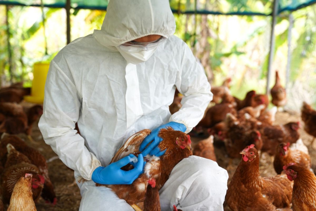 Νέα απειλή για τη δημόσια υγεία: Η γρίπη των πτηνών και ο κίνδυνος μετάδοσης στον άνθρωπο