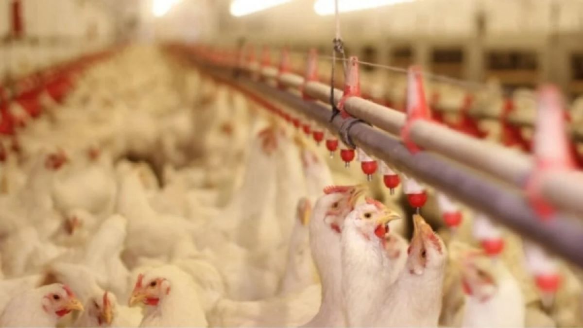 H5N1: Ο ιός που ανησυχεί τους ειδικούς – Τι σημαίνει για τη χώρα μας