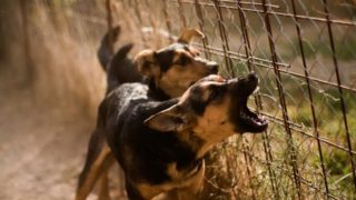 Χανιά: Μάχη για τη ζωή του δίνει ο 4χρονος μετά την επίθεση σκύλου μέσα στην αυλή του σπιτιού του – Τα νεότερα για την υγεία του