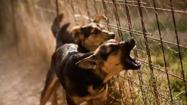 Χανιά: Μάχη για τη ζωή του δίνει ο 4χρονος μετά την επίθεση σκύλου μέσα στην αυλή του σπιτιού του – Τα νεότερα για την υγεία του