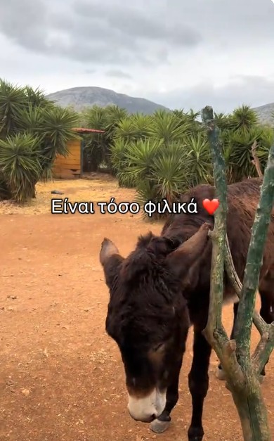 Το καταφύγιο λειτουργεί ως ένας μικρός παράδεισος για τα ζώα αυτά