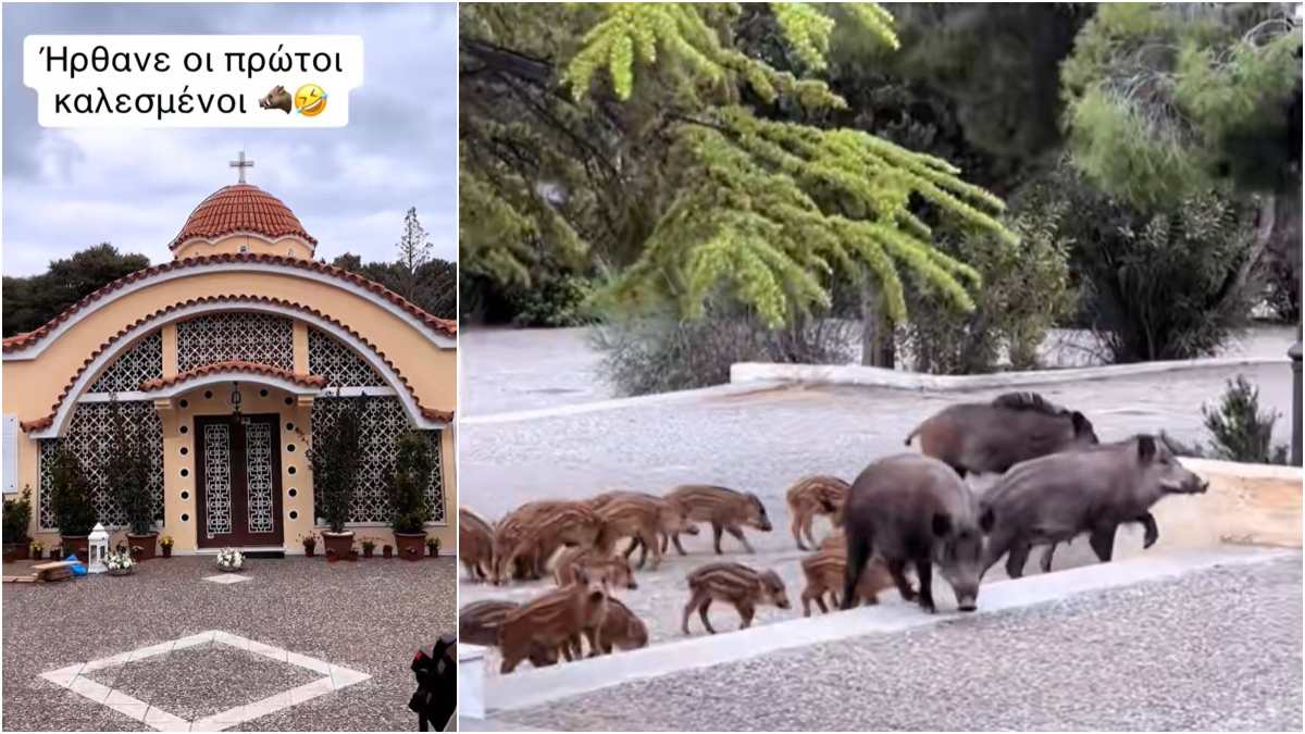 «Καλεσμένοι» από το δάσος: Η αναπάντεχη εμφάνιση που έκλεψε την παράσταση σε γάμο στους Θρακομακεδόνες