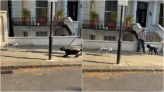 Σκύλος συναντά στον δρόμο σκυλί… ρομπότ και παθαίνει αμόκ