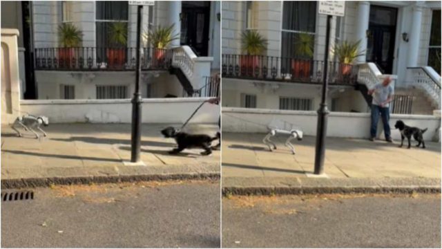 Σκύλος συναντά στον δρόμο σκυλί… ρομπότ και παθαίνει αμόκ