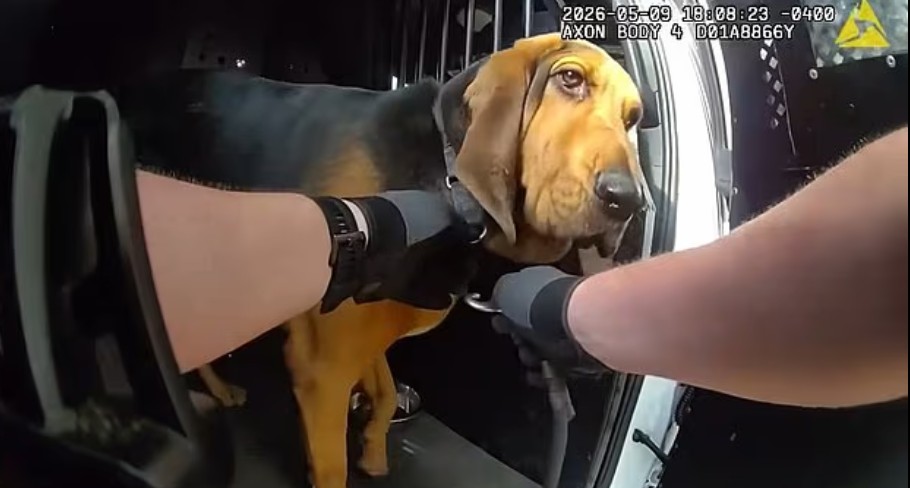 O αστυνομικός σκύλος Boomer, ένας bloodhound