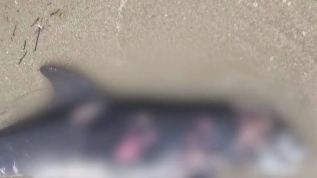 Σκληρές εικόνες στη Θεσσαλονίκη: Αντιδράσεις για νεκρό δελφίνι που βρέθηκε δίπλα σε κάδο απορριμμάτων