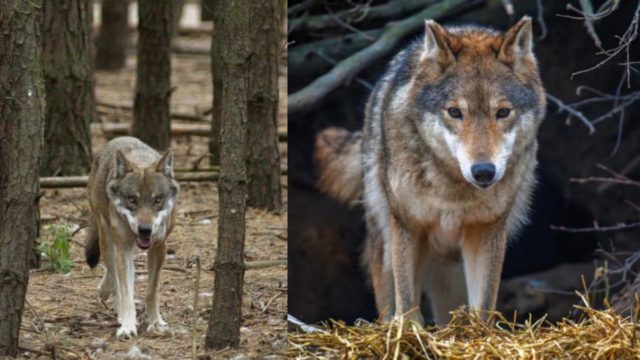 Σοκ στην Φωκίδα: Συκλονίζει η κυρία Ανθούλα που πάλεψε με τον λύκο – Βίντεο με την μαρτυρία της