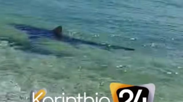 Καρχαρίας 2,5 μέτρων έκανε βόλτες στα ρηχά στα Λουτρά Ωραίας Ελένης! Πανικός στην παραλία, επιστρατεύτηκε το Λιμεναρχείο!