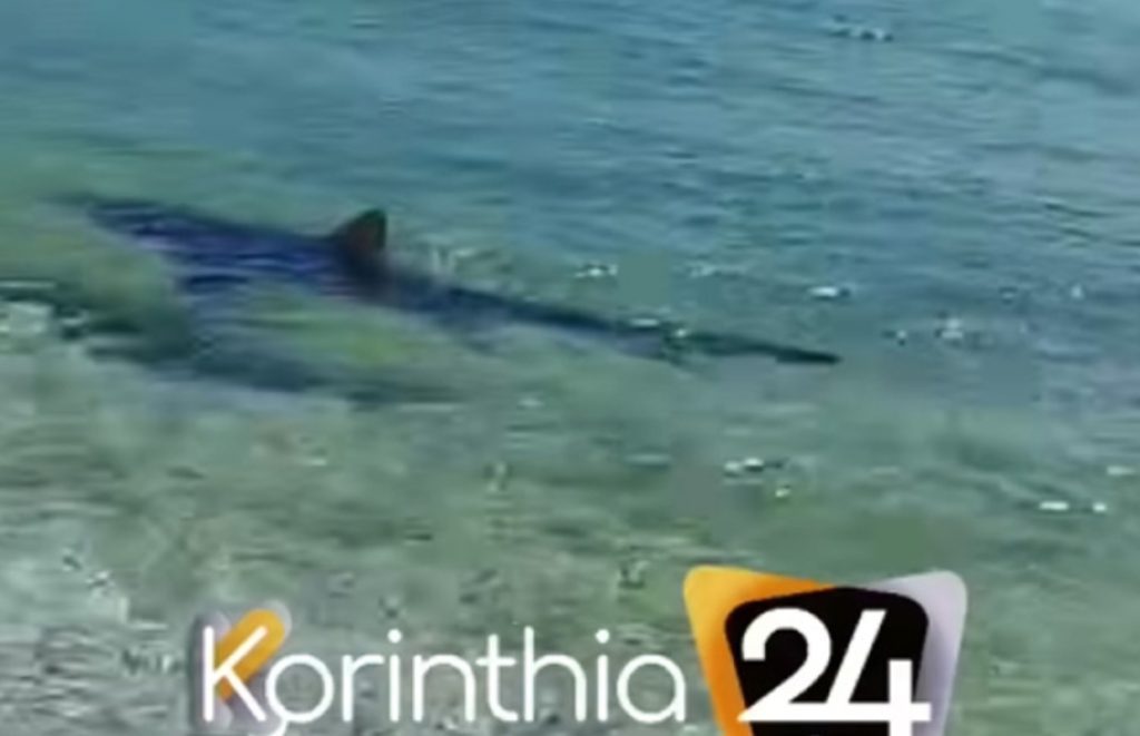 Καρχαρίας 2,5 μέτρων έκανε βόλτες στα ρηχά στα Λουτρά Ωραίας Ελένης! Πανικός στην παραλία, επιστρατεύτηκε το Λιμεναρχείο!