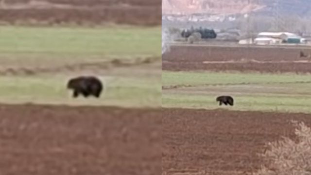 Πανικός στην Κοζάνη: Κτηνοτρόφος ήρθε αντιμέτωπος με αρκούδα 120 κιλών στο χωράφι του – Απίθανο βίντεο