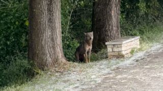 Λύκος σε ποδηλατόδρομο των Ιωαννίνων παρακολουθεί ατάραχος τους ανθρώπους – Δείτε βίντεο