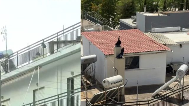 Ξεσπάνε στο Περιστέρι για τα 6 παιδιά: «Ήταν ανατριχιαστική κατάσταση» λέει ο διευθυντής του σχολείου – Βίντεο από τις καταγγελίες