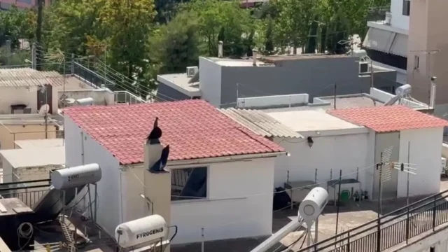 Σοκ στο Περιστέρι: Δεν πήγαιναν ούτε σχολείο τα 6 παιδιά – «Θα ζητήσω την επιμέλεια, ήταν προσωρινό», λέει η γιαγιά