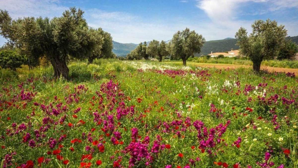 Πυκνό πράσινο λίγα βήματα πριν από μια ήρεμη, καθαρή θάλασσα