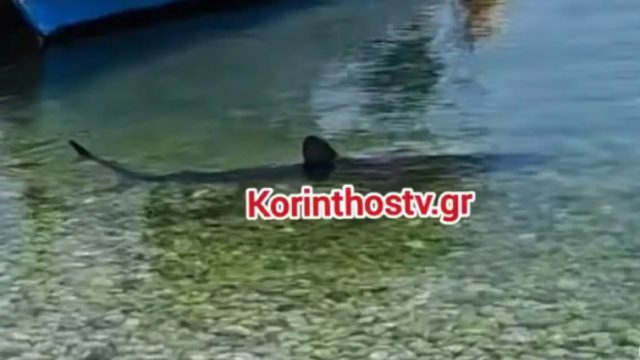 Αναστάτωση σε παραλία στην Κόρινθο: Καρχαρίας 2,5 μέτρων «έκοβε βόλτες» στην ακτή