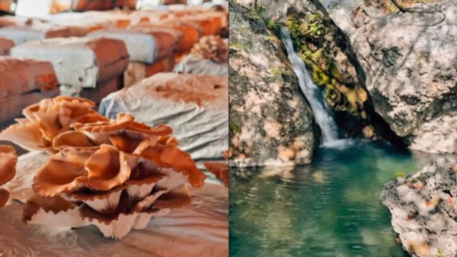 Σε μόλις 1:30 ώρα από την Αθήνα μπορείς να συλλέγεις μανιτάρια και να περπατάς πλάι σε τρεχούμενα νερά!
