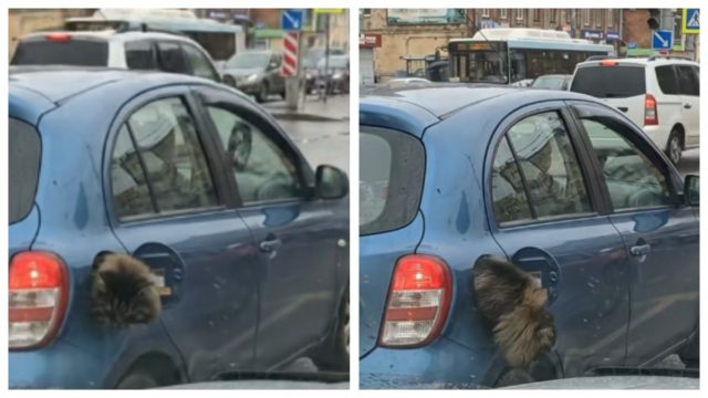 Απίθανο βίντεο: Γάτα βγαίνει από το ρεζερβουάρ αυτοκινήτου