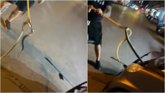 Εφιάλτης στην άσφαλτο: Οδηγός στη Θεσσαλονίκη άνοιξε το καπό του αυτοκινήτου του και βρήκε ένα τεράστιο φίδι στη μηχανή!