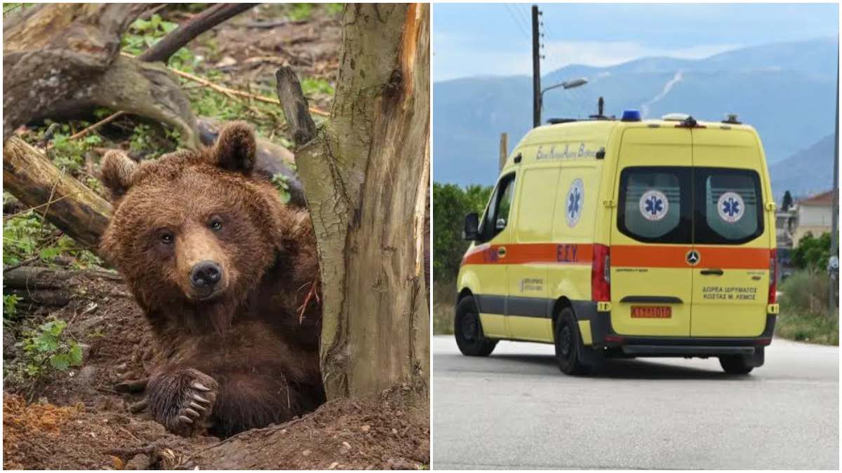 Ανείπωτη τραγωδία στην Καστοριά: Νεκρός ένας 16χρονος – Αγροτικό με πέντε ανήλικους προσέκρουσε σε αρκούδα και ανατράπηκε!