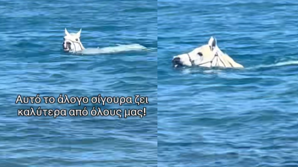 Απίστευτο βίντεο με άλογο να κολυμπάει μέσα στη θάλασσα