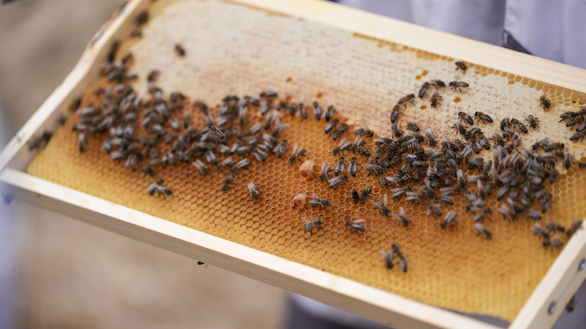 bee the change