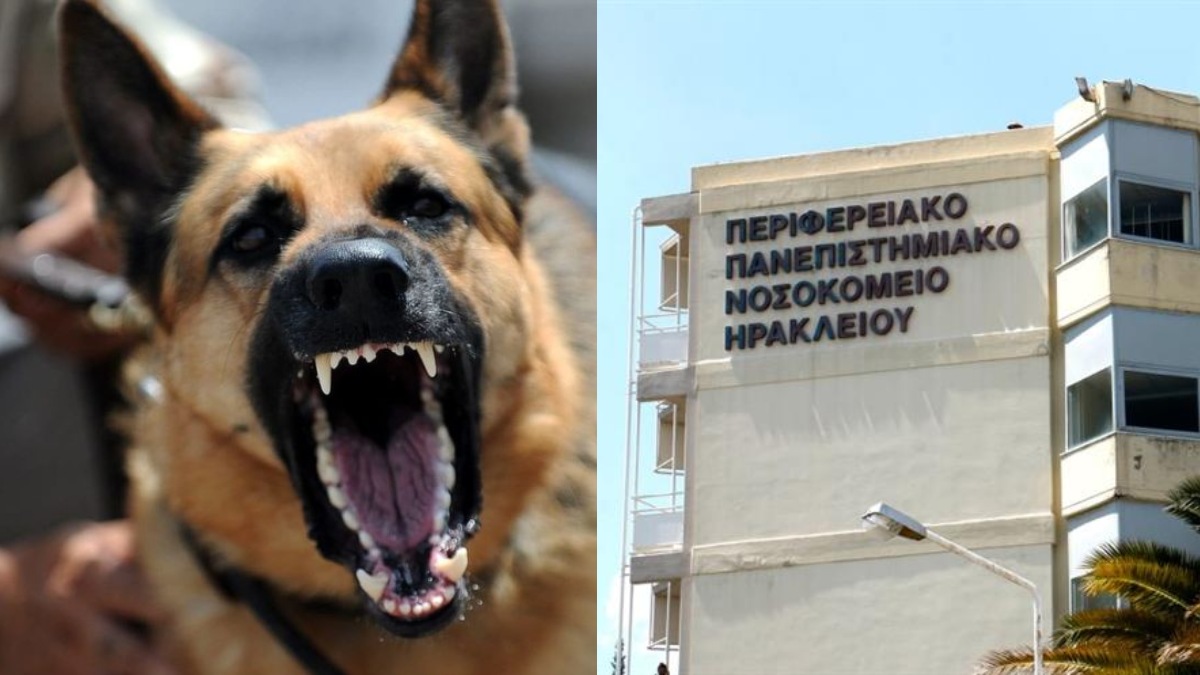 Πανικός στο Ηράκλειο: Ένα 9χρονο παιδί δέχθηκε επίθεση από λυκόσκυλο – Μεταφέρθηκε μέσα στα αίματα στο νοσοκομείο