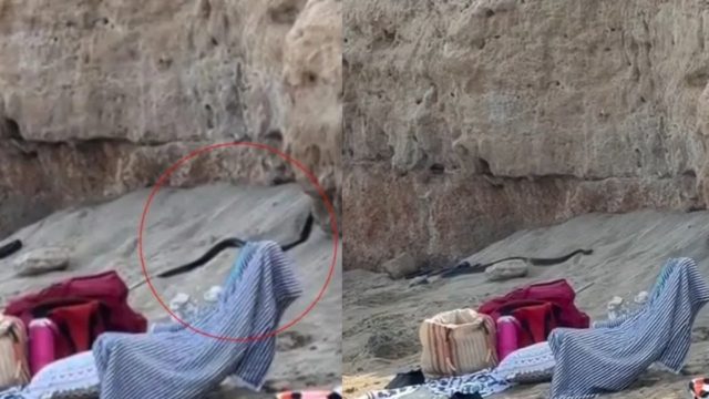 Τρόμος σε γνωστή παραλία: Εμφανίστηκαν μαύρα φίδια από το πουθενά – Έκοβαν βόλτα ανάμεσα στους λουόμενους (βίντεο)